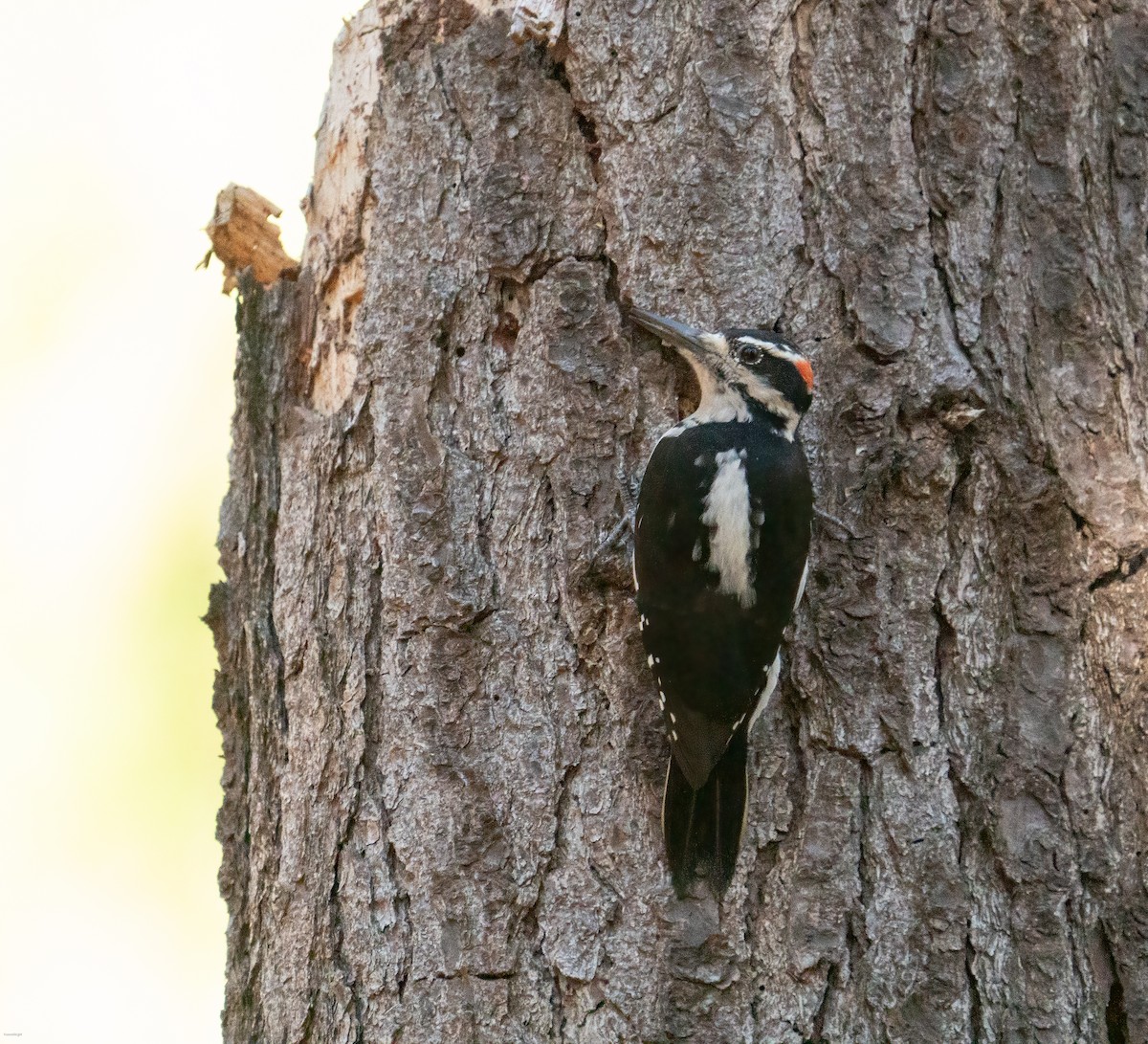 Hairy Woodpecker - ML624856074
