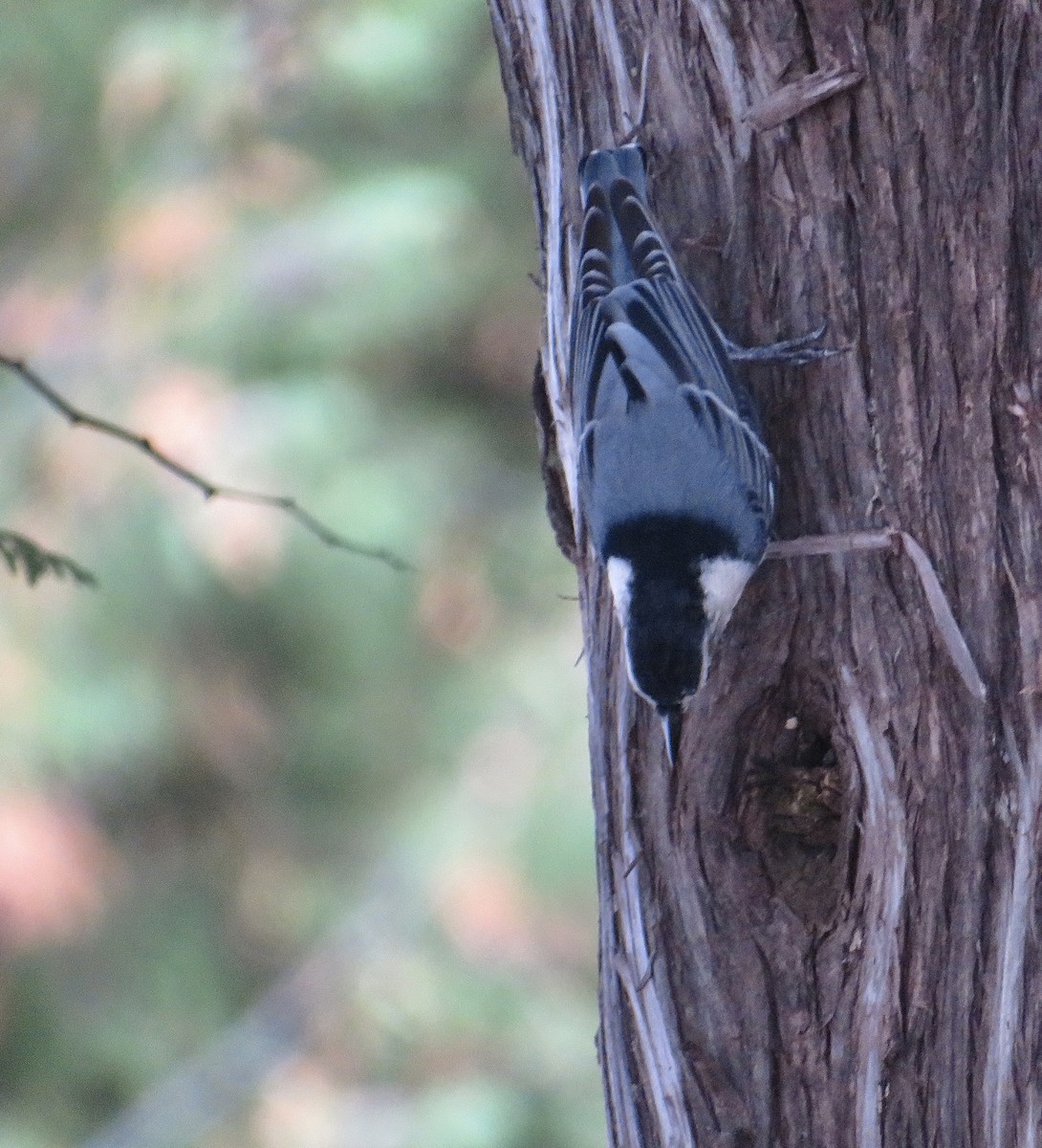 White-breasted Nuthatch - ML624856103