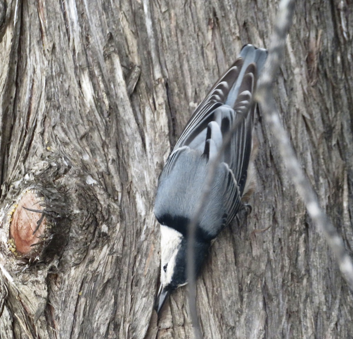 White-breasted Nuthatch - ML624856104