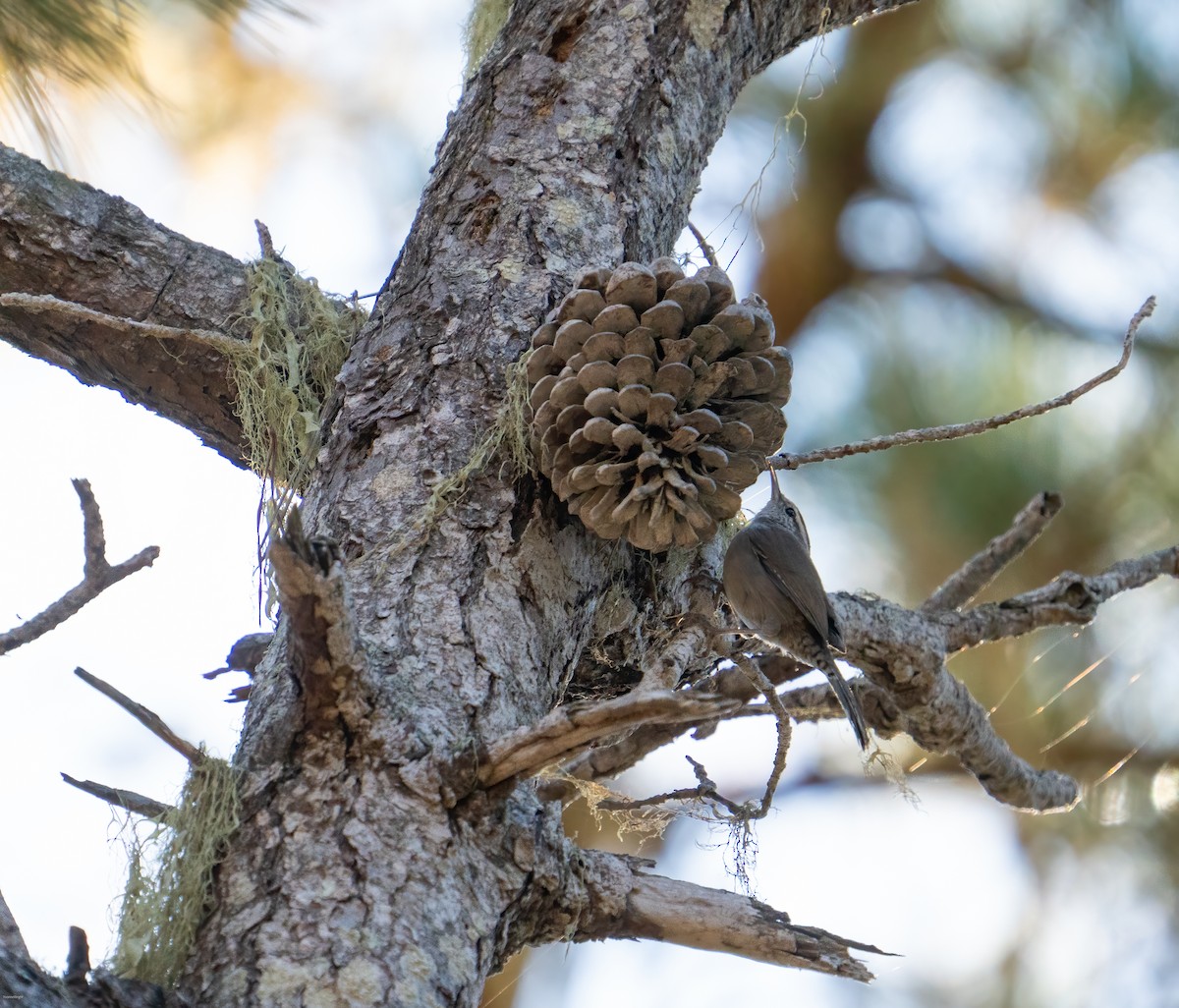 Bewick's Wren - ML624856165