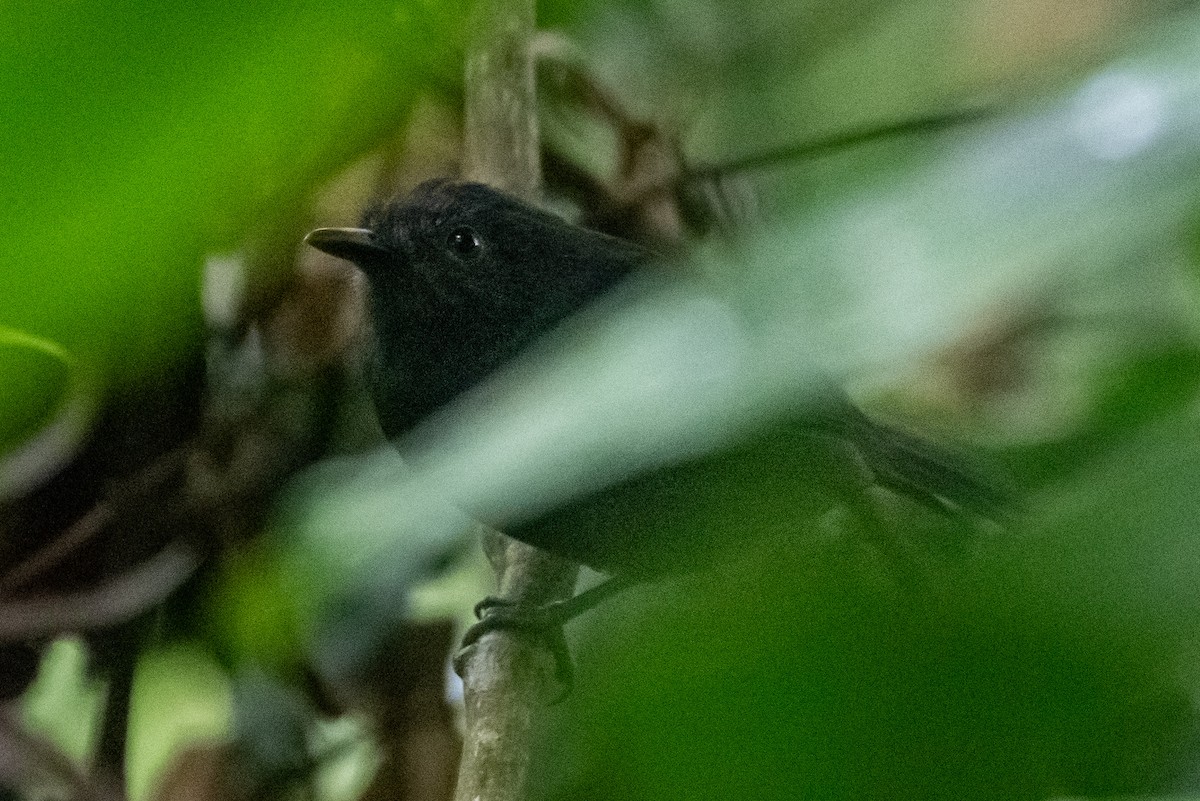 Dusky Antbird - ML624856215