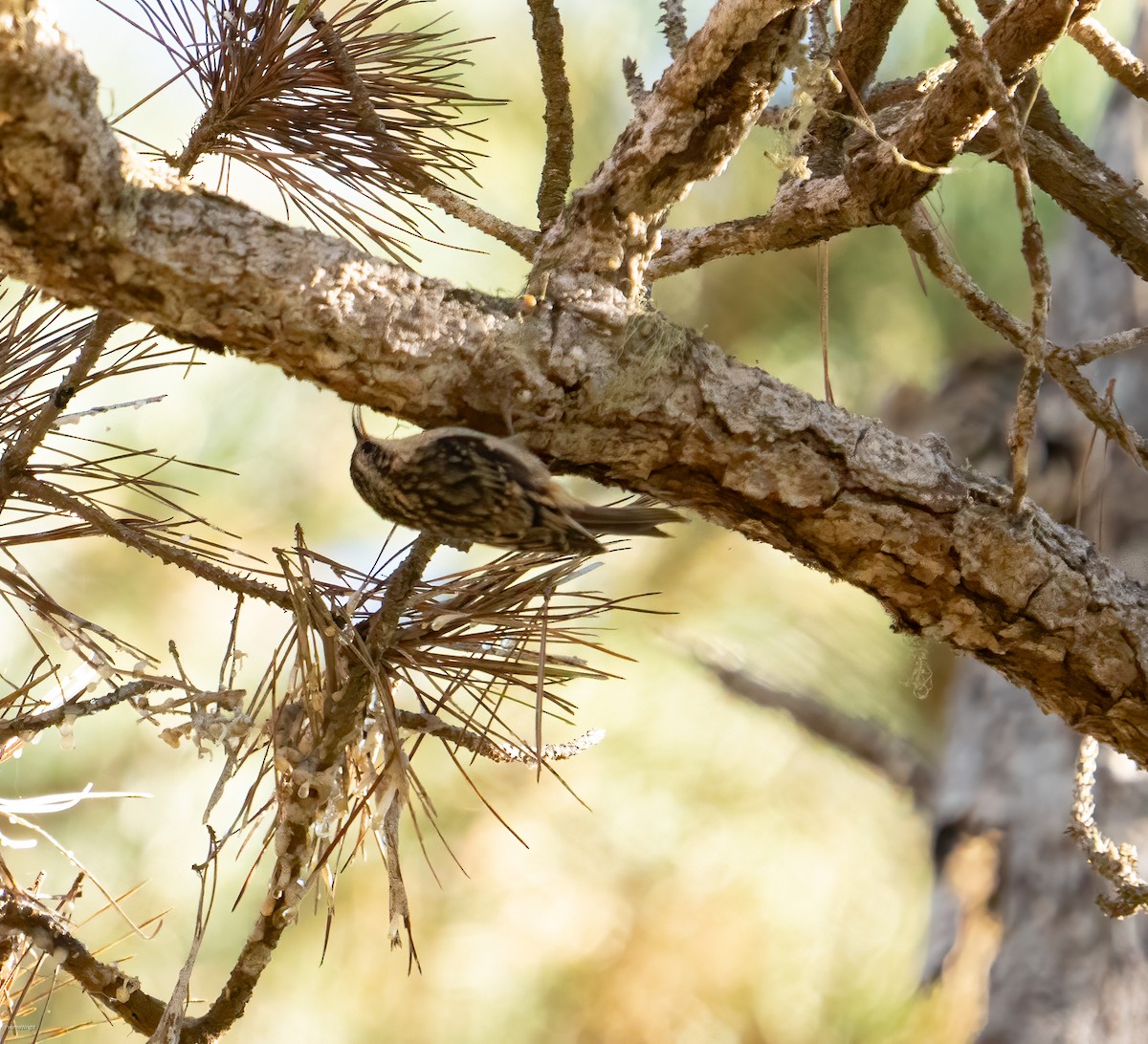 Brown Creeper - ML624856226