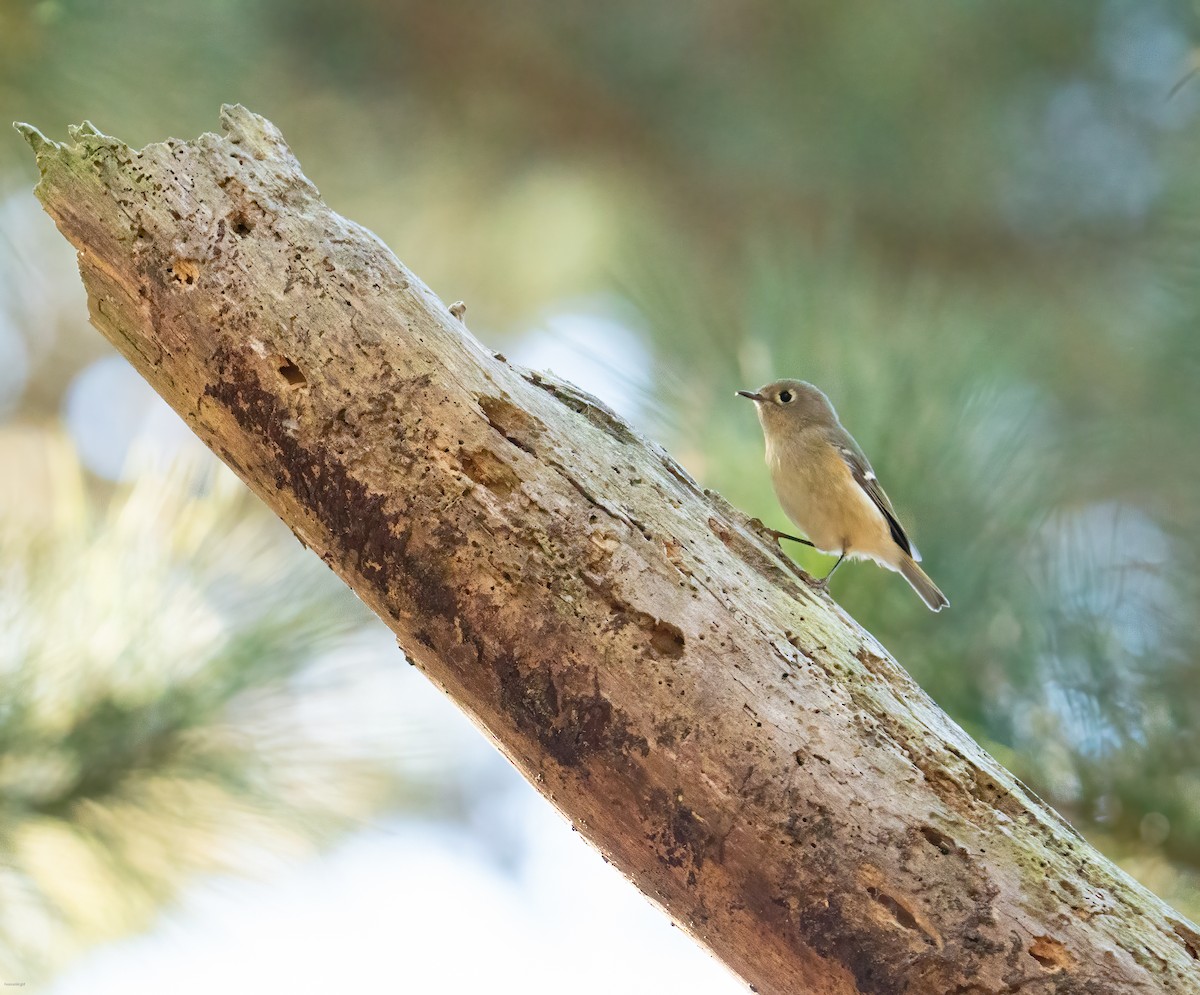 Ruby-crowned Kinglet - ML624856266