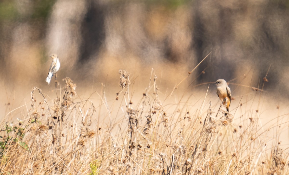 Say's Phoebe - ML624856319