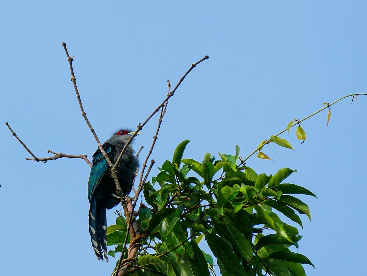 Black-bellied Malkoha - ML624856328