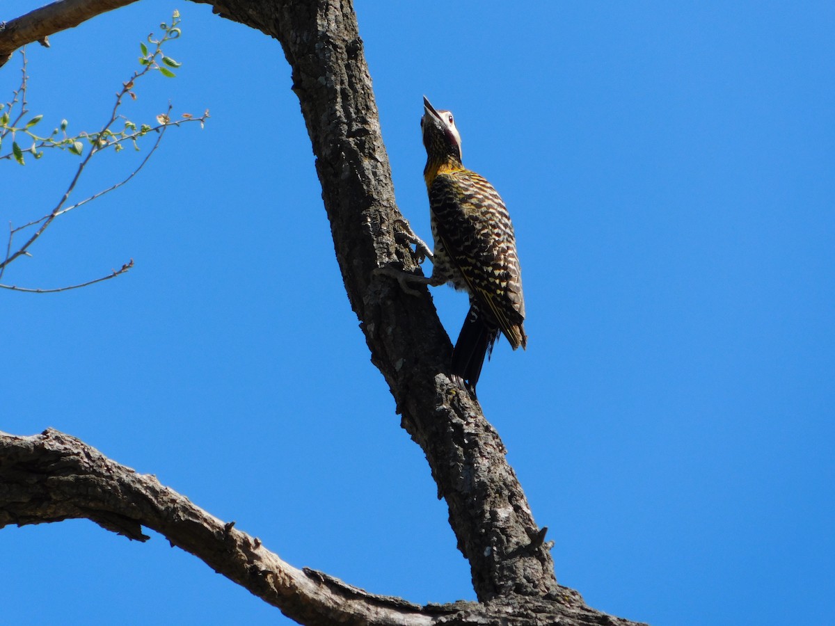 Green-barred Woodpecker - ML624856352