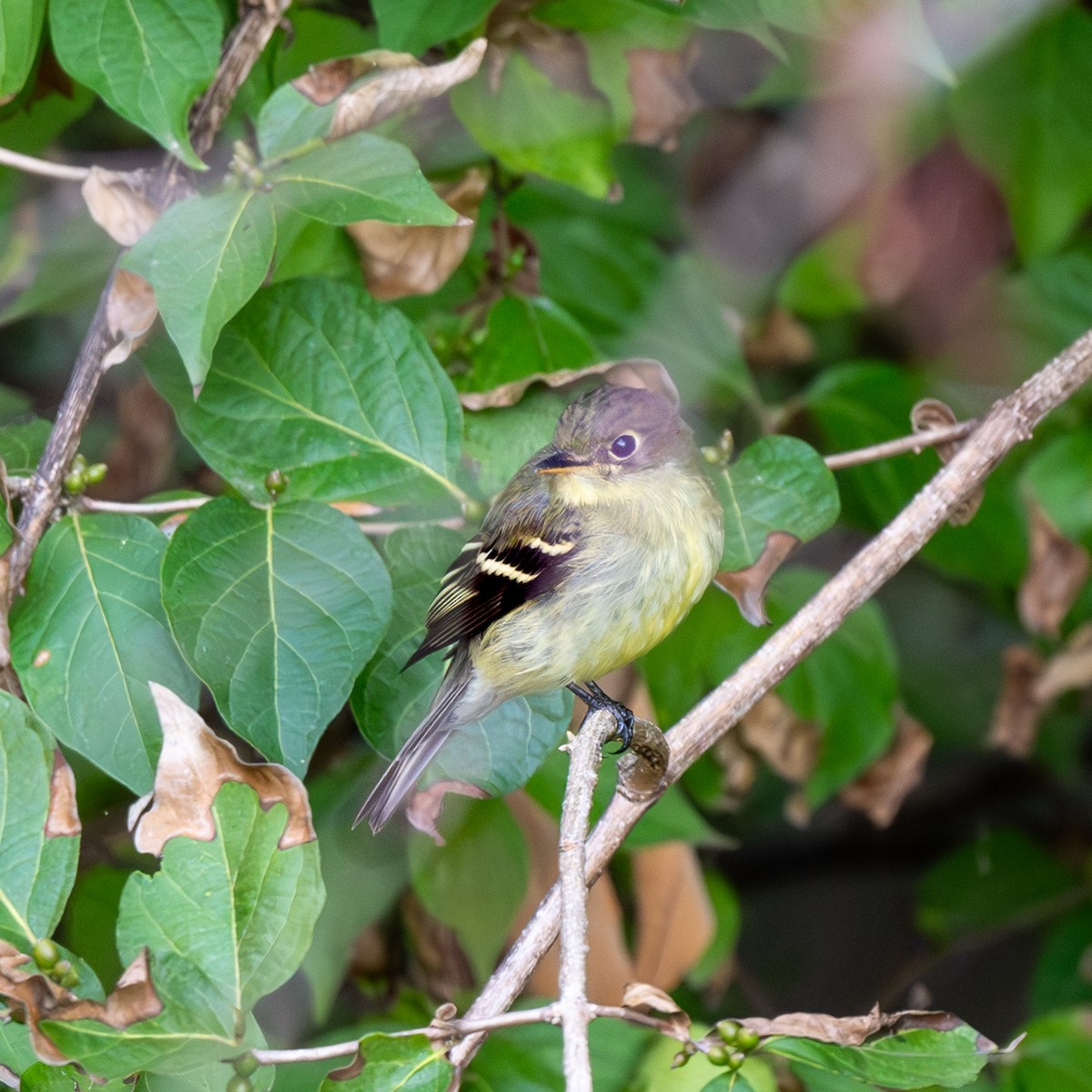 Yellow-bellied Flycatcher - ML624856380