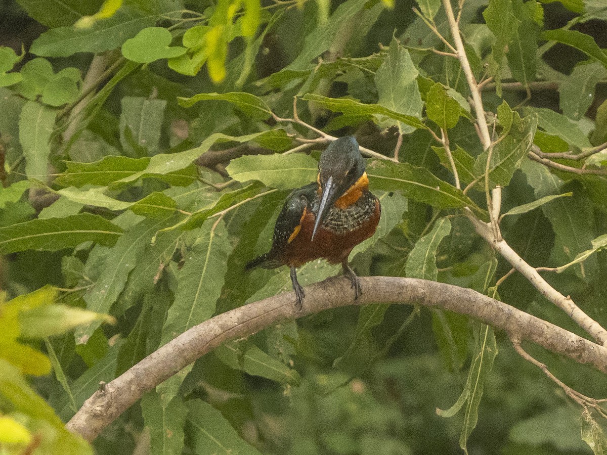 Green-and-rufous Kingfisher - ML624856423