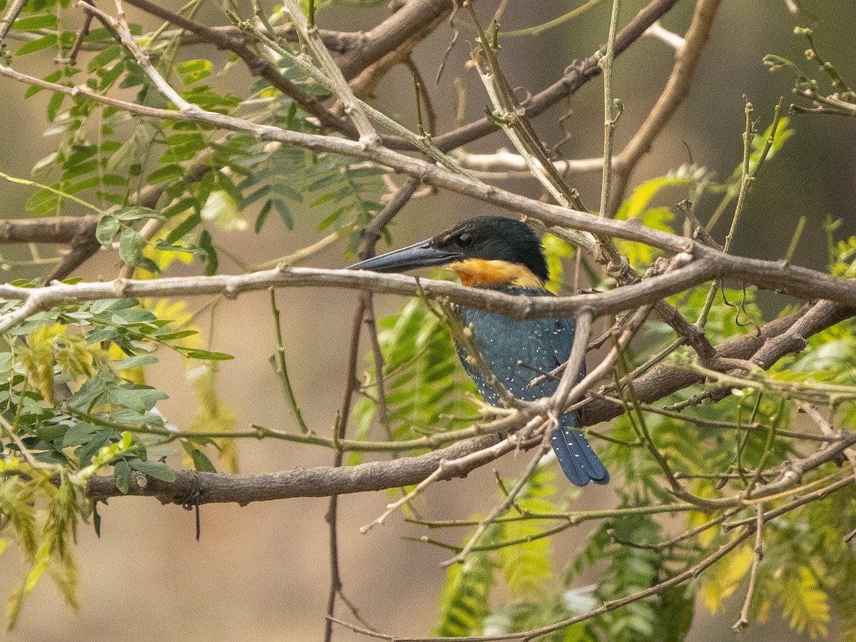 Green-and-rufous Kingfisher - ML624856444