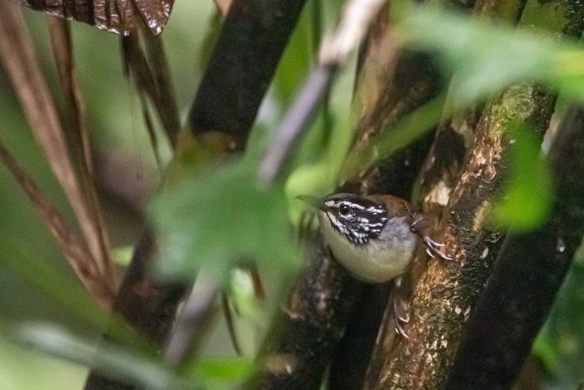 White-breasted Wood-Wren - ML624856445