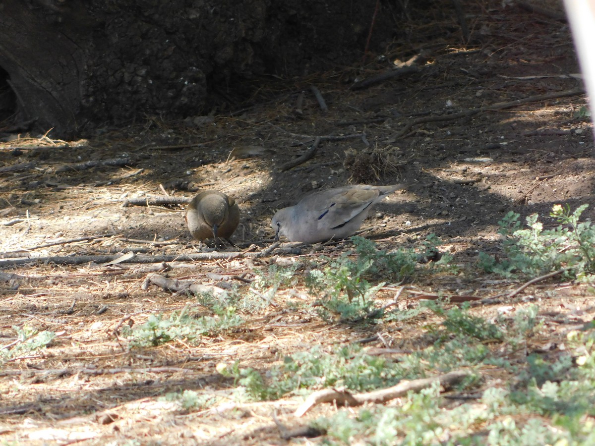 Picui Ground Dove - ML624856455