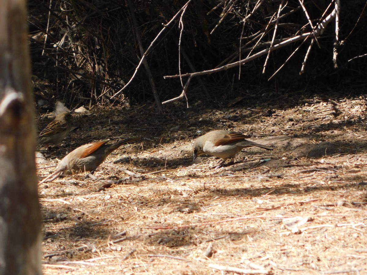 Grayish Baywing - ML624856475