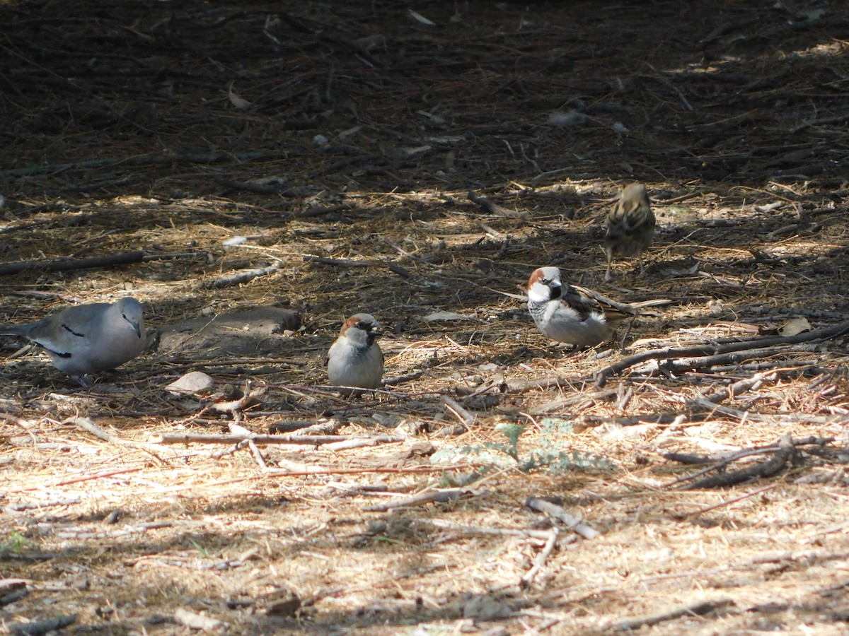 House Sparrow - ML624856535