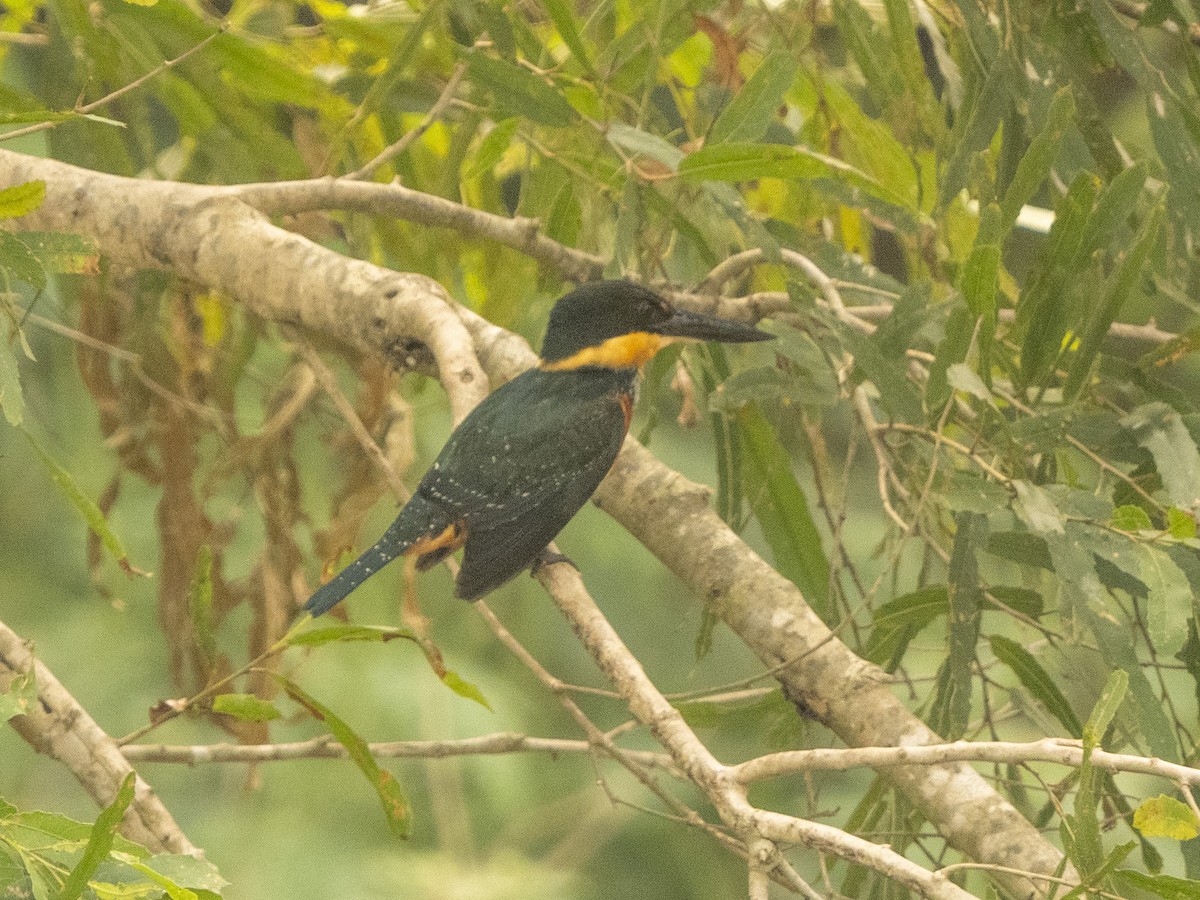 Green-and-rufous Kingfisher - ML624856536