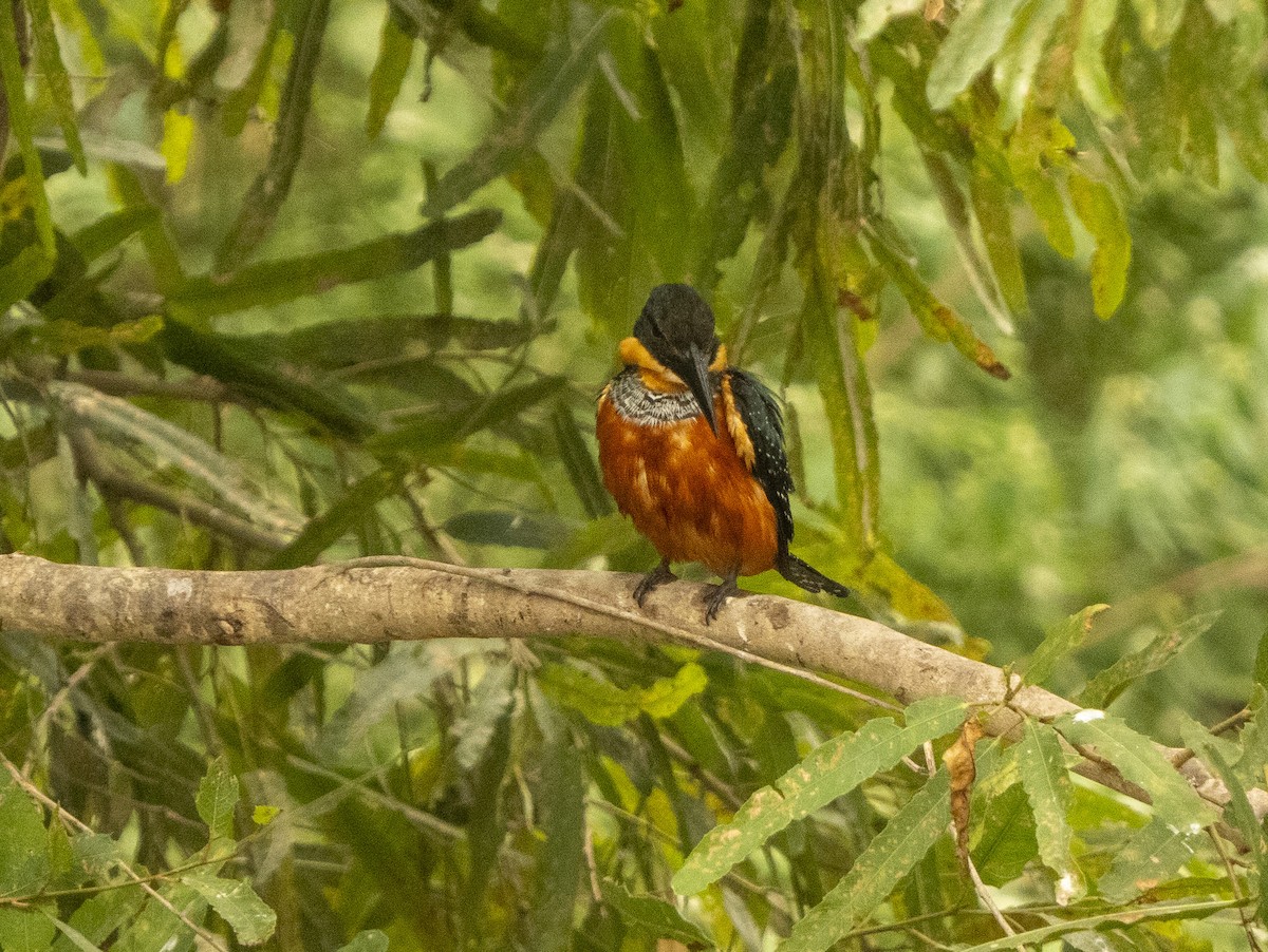 Green-and-rufous Kingfisher - ML624856540