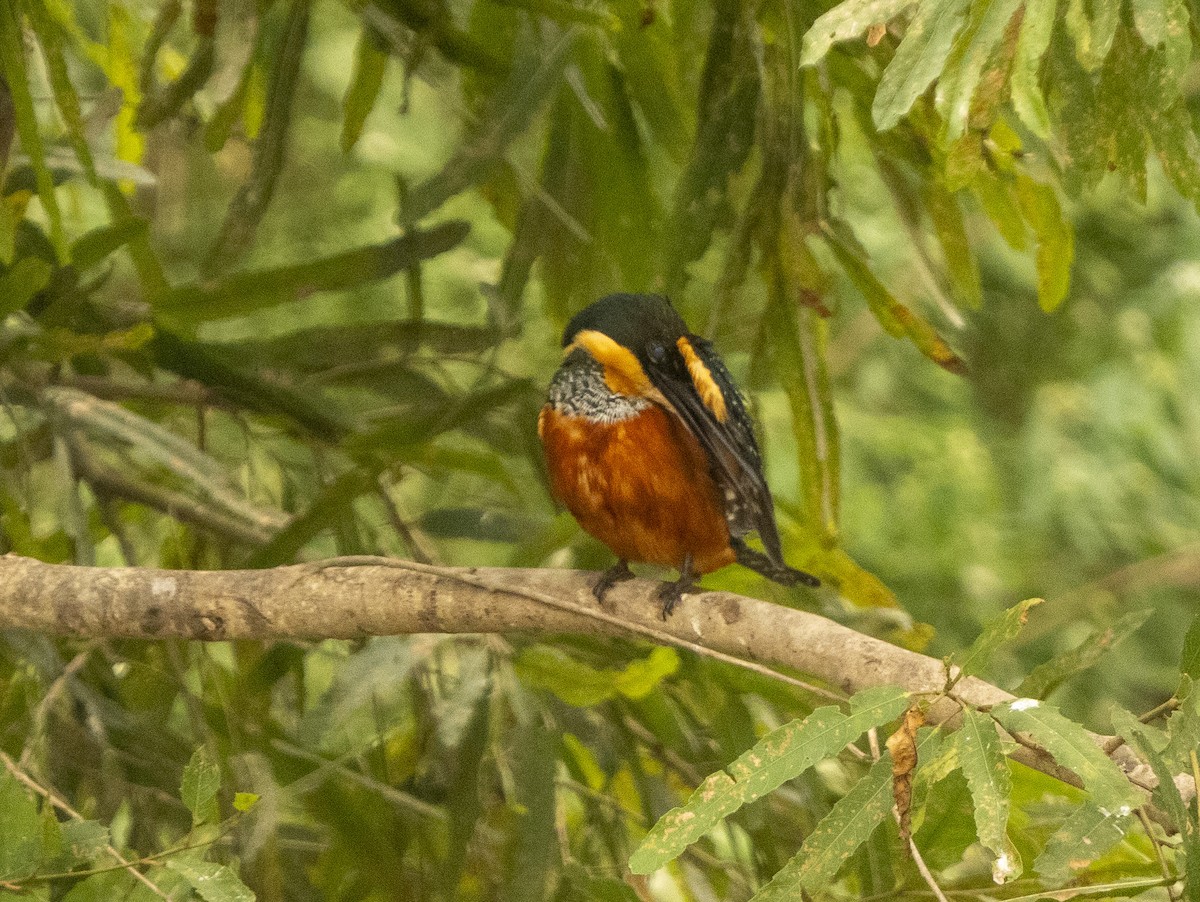 Green-and-rufous Kingfisher - ML624856542