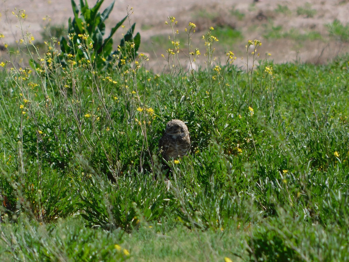 Burrowing Owl - ML624856594