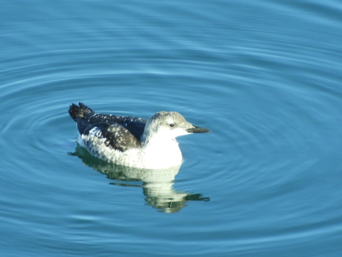 Black Guillemot - ML624856770