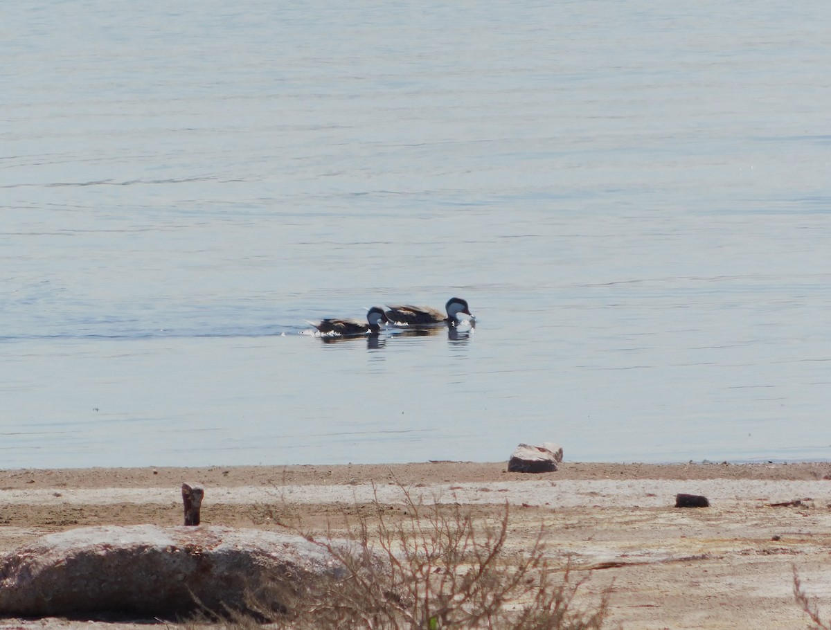 White-cheeked Pintail - ML624856783