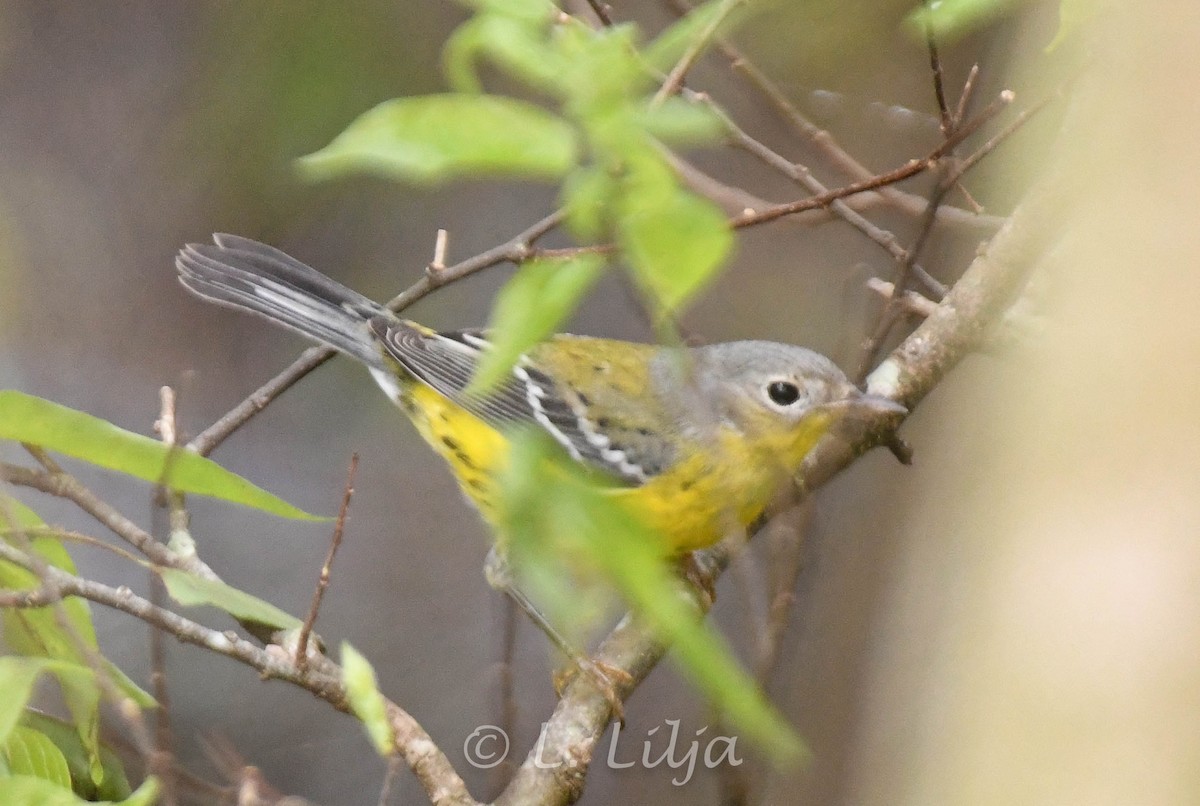 Magnolia Warbler - Lorri Lilja