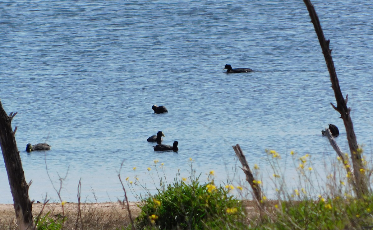 Red-gartered Coot - ML624856915