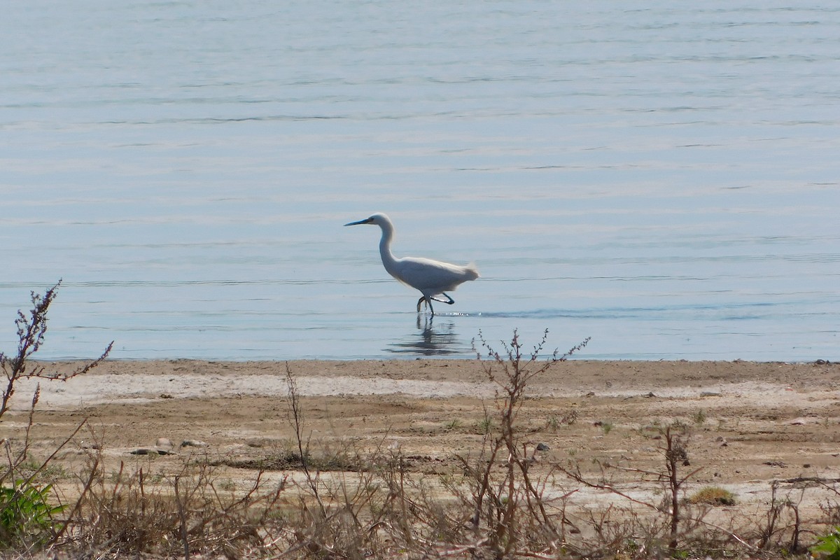 Snowy Egret - ML624857013