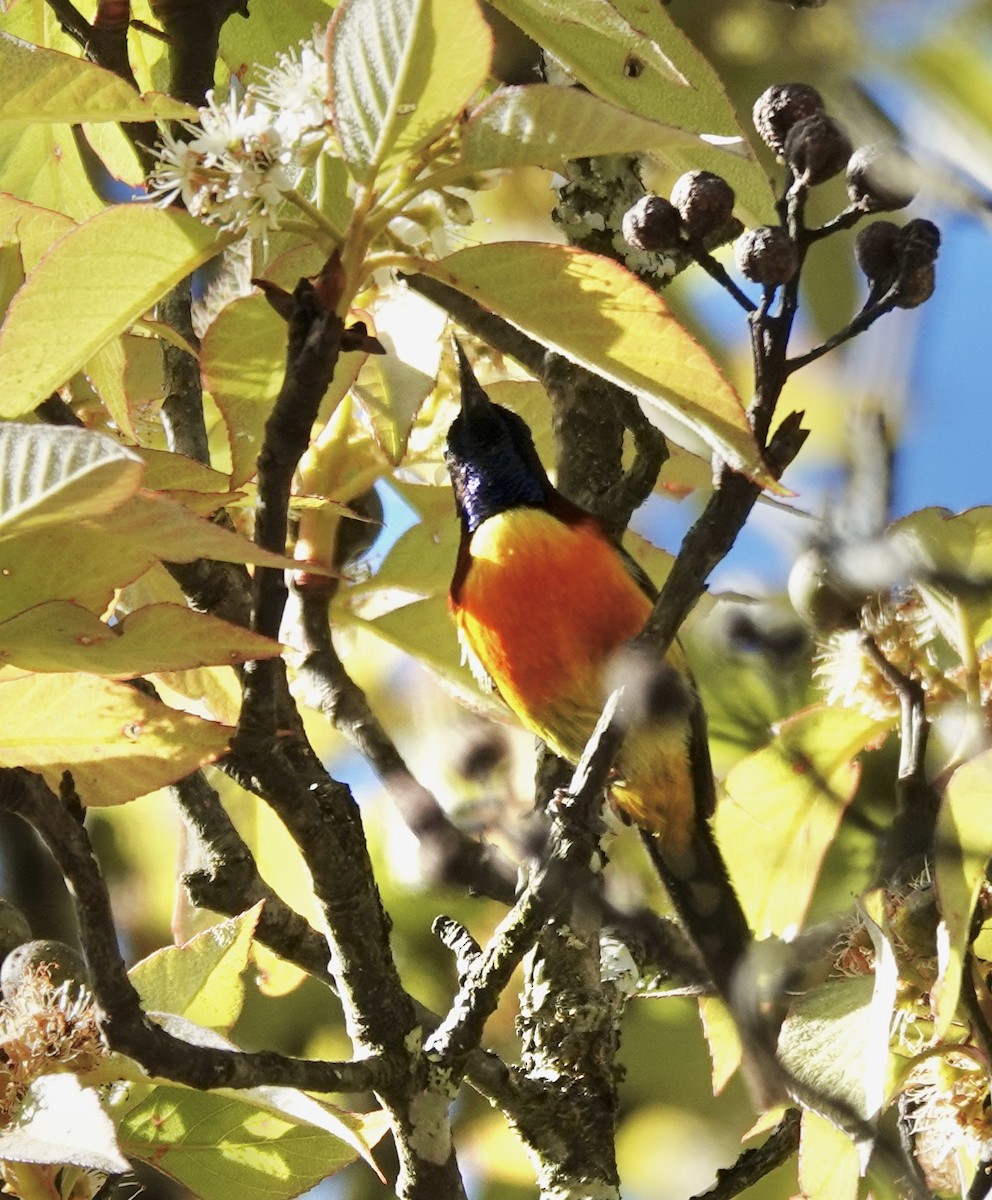 Green-tailed Sunbird - Susan Hartley