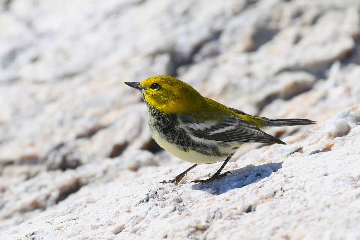 Black-throated Green Warbler - ML624857105