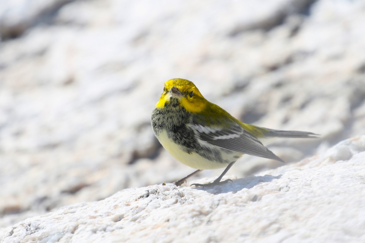 Black-throated Green Warbler - ML624857117