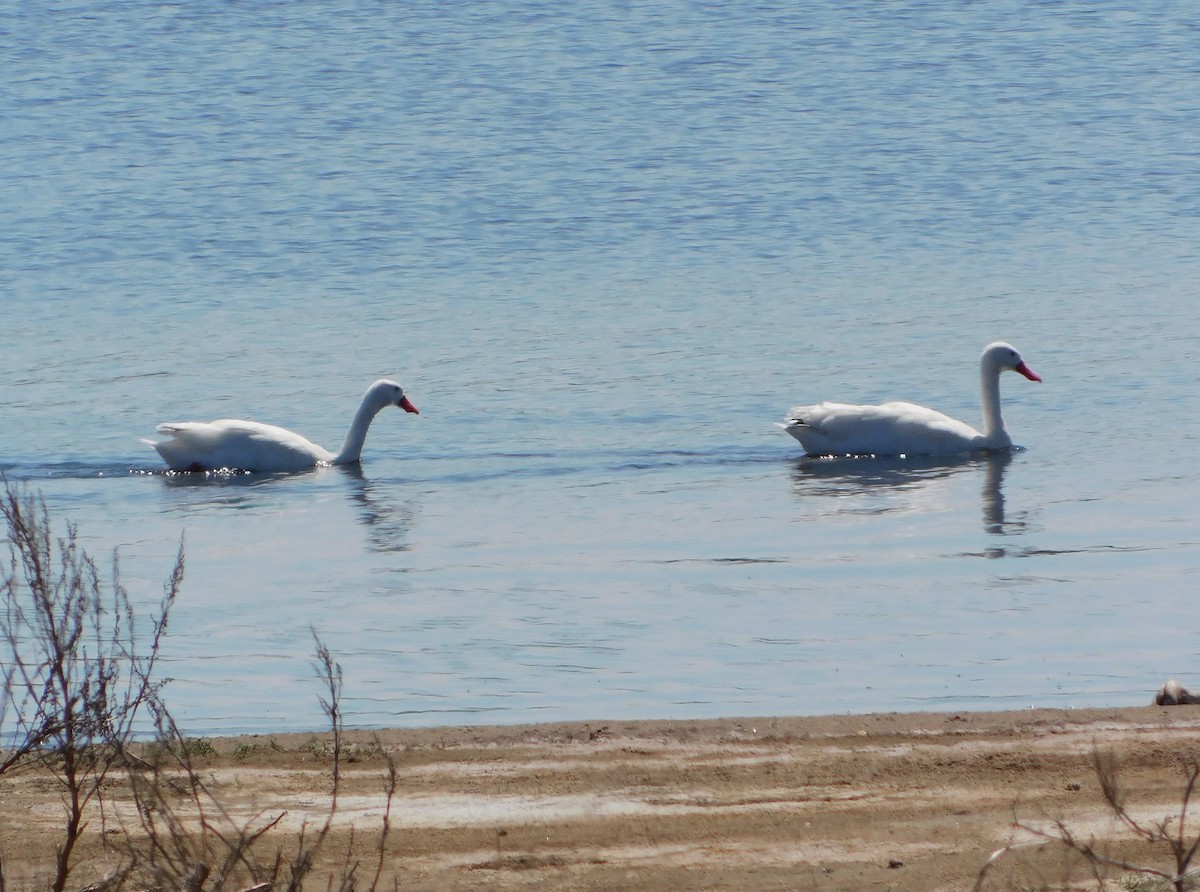 Coscoroba Swan - ML624857122