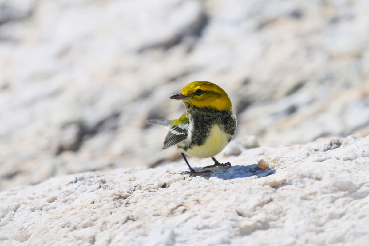 Black-throated Green Warbler - ML624857129