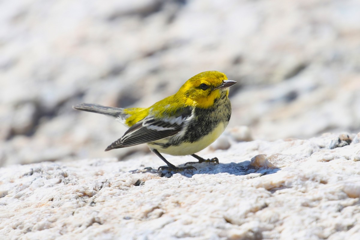 Black-throated Green Warbler - ML624857135