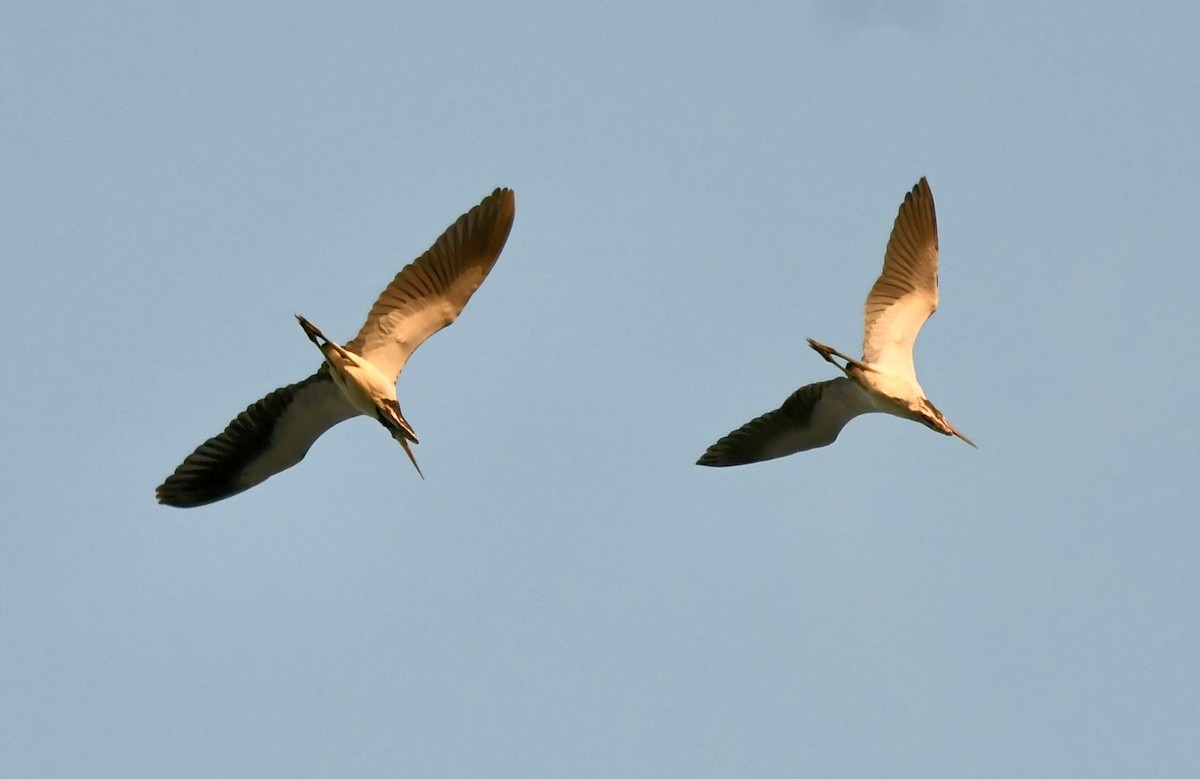 Tricolored Heron - ML624857140