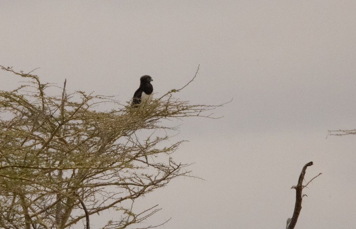 Black-chested Snake-Eagle - ML624857162