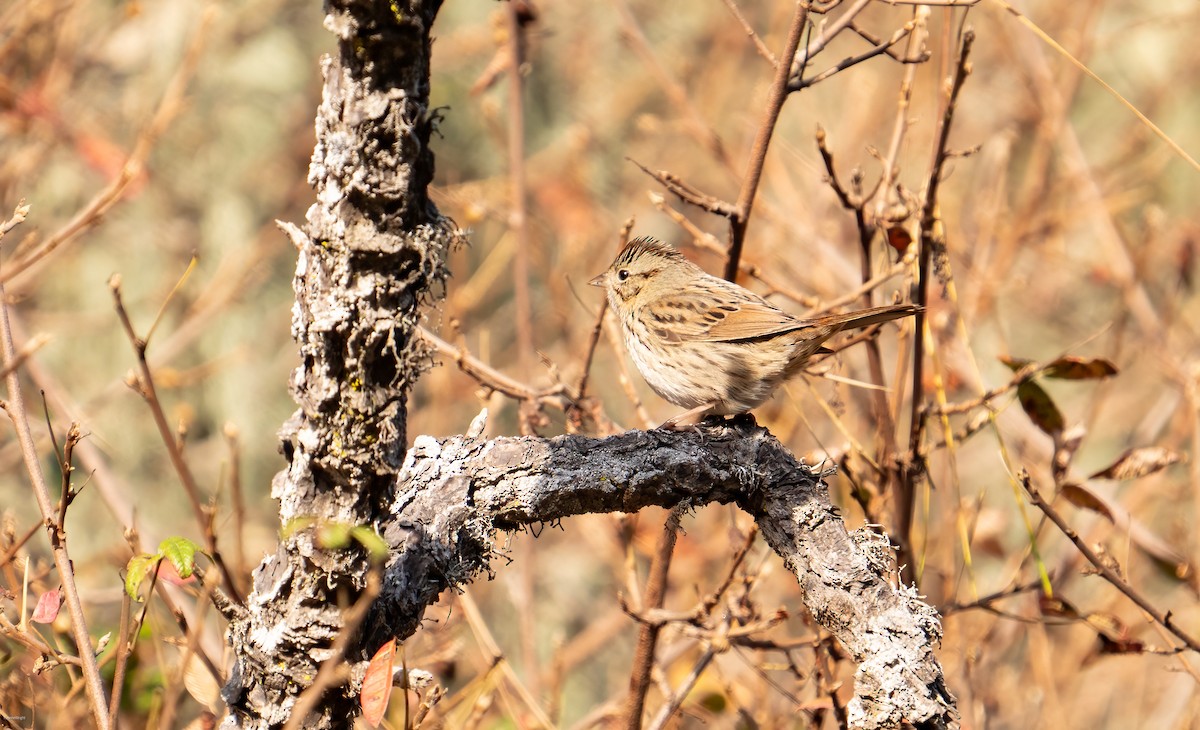 Lincoln's Sparrow - ML624857187