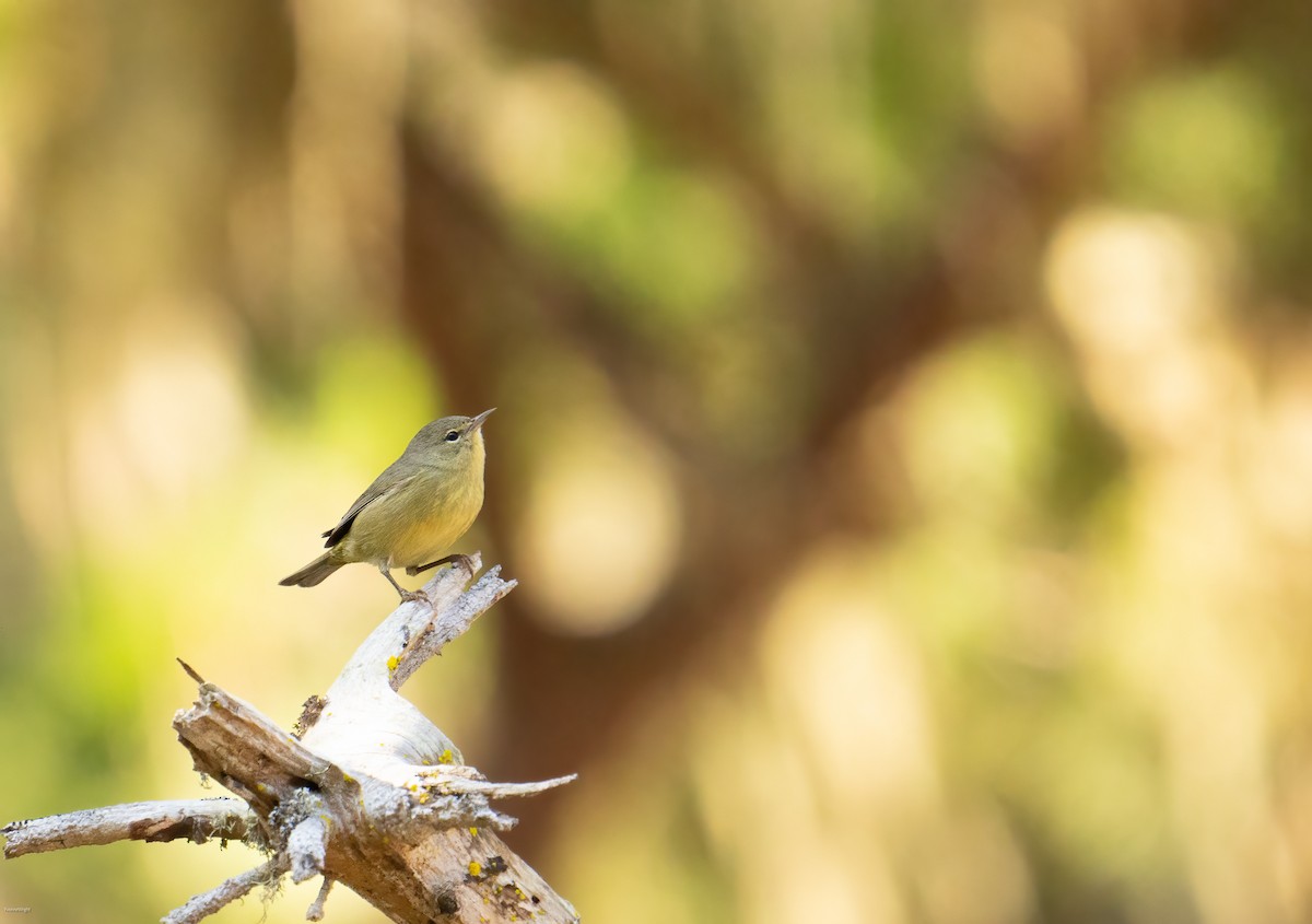 Orange-crowned Warbler - ML624857223
