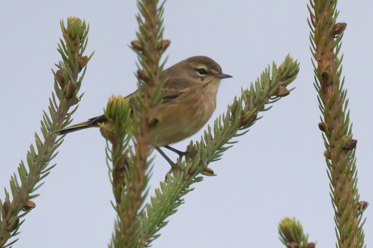 Palm Warbler (Western) - ML624857266