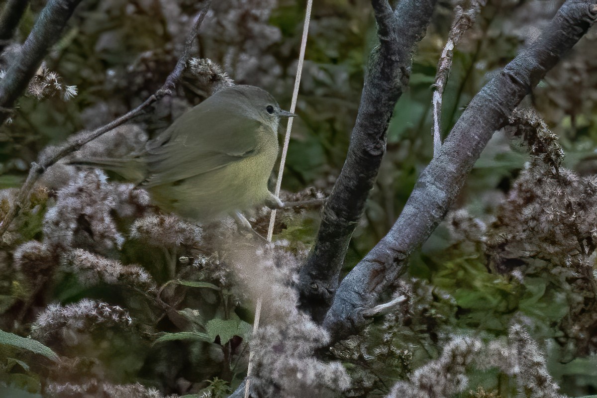 Orange-crowned Warbler - ML624857281