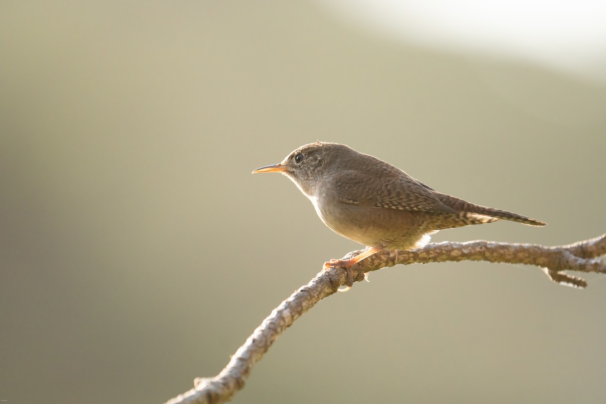 Northern House Wren (Northern) - ML624857289