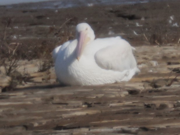 American White Pelican - ML624857299