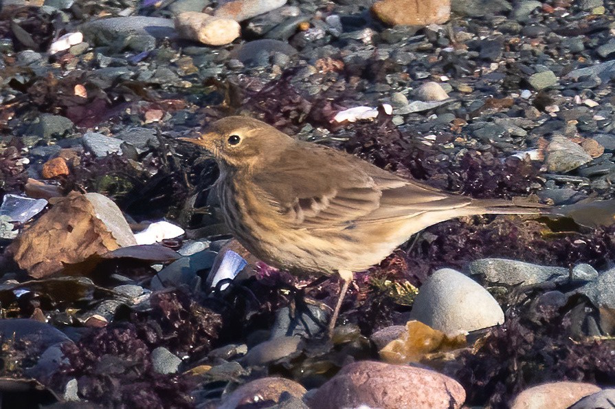 American Pipit - ML624857314