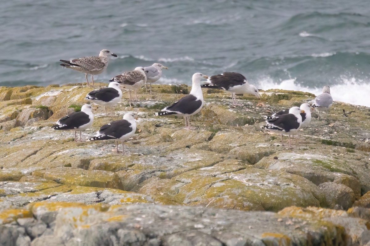Great Black-backed Gull - ML624857377