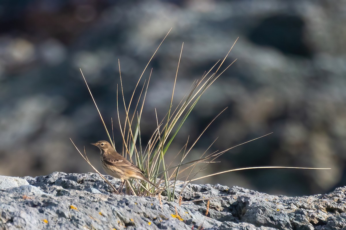 American Pipit - ML624857385