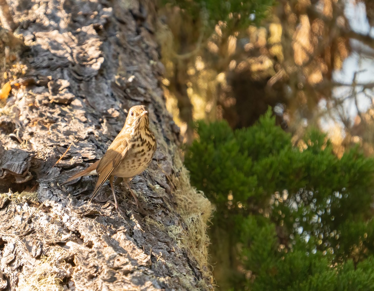 Hermit Thrush - ML624857412