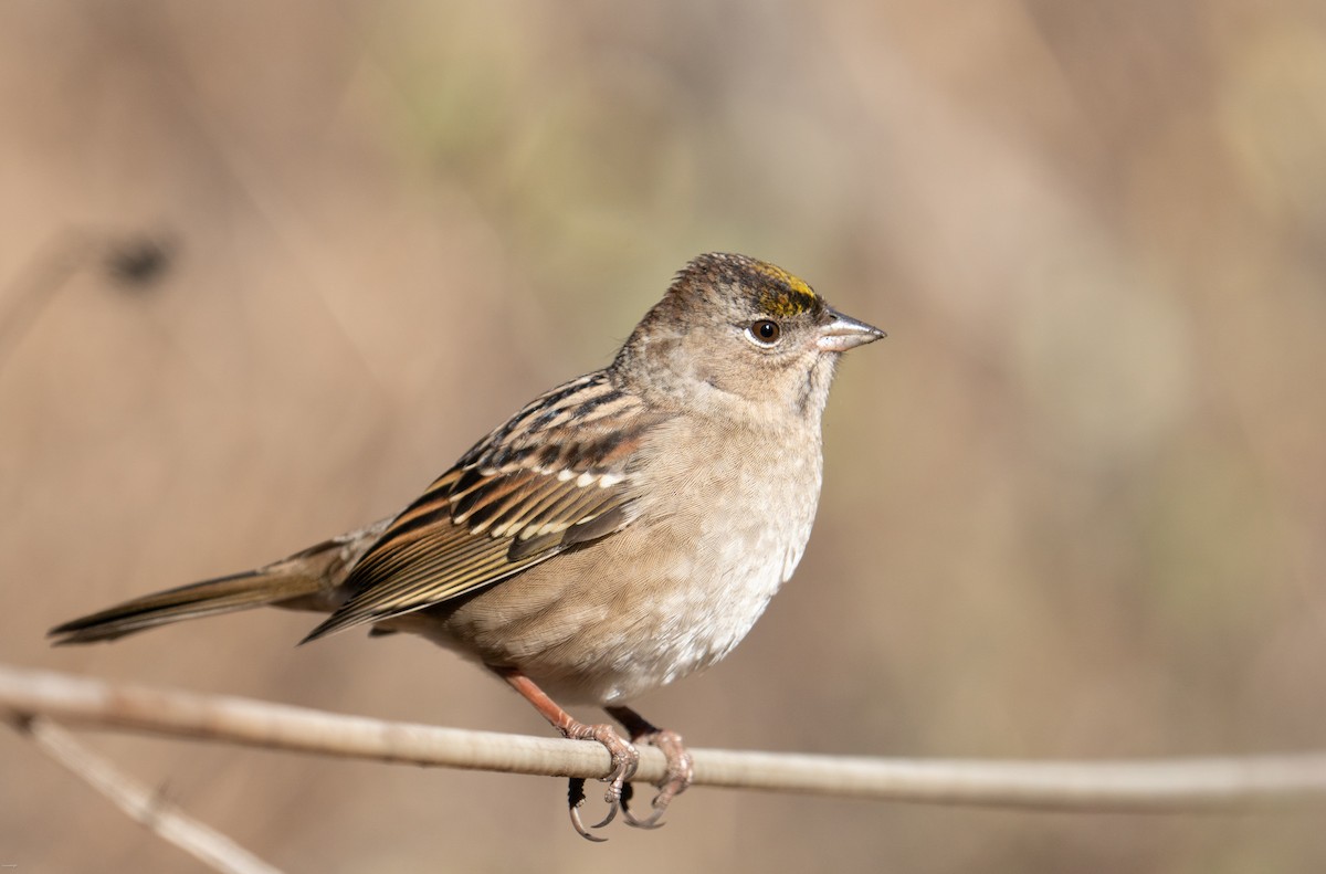 Golden-crowned Sparrow - ML624857438