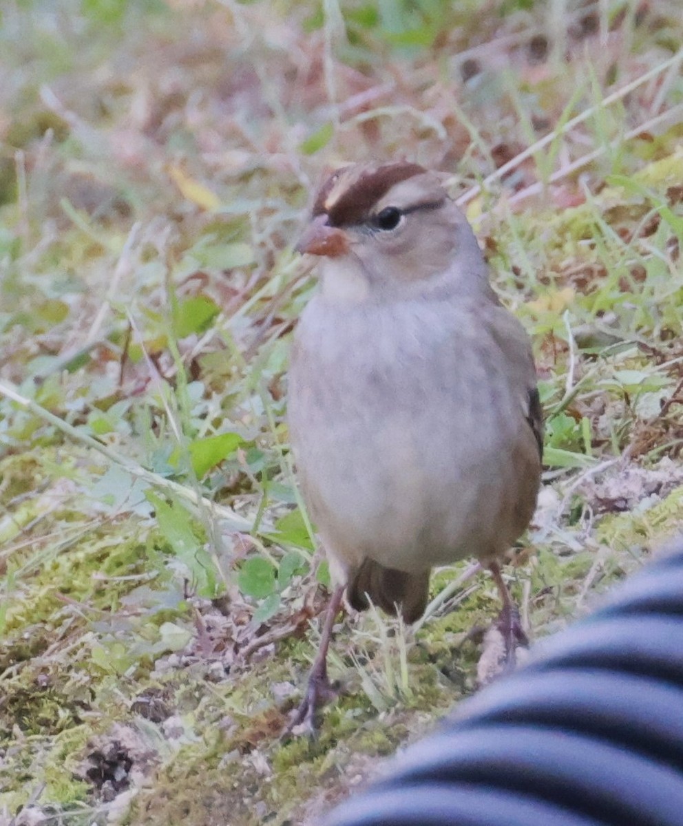 White-crowned Sparrow - ML624857496