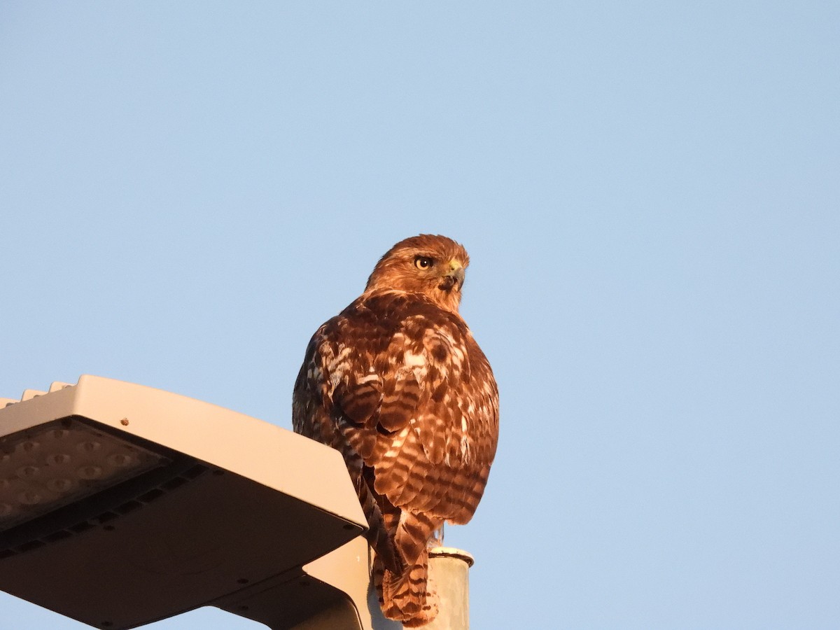 Red-tailed Hawk - ML624857563