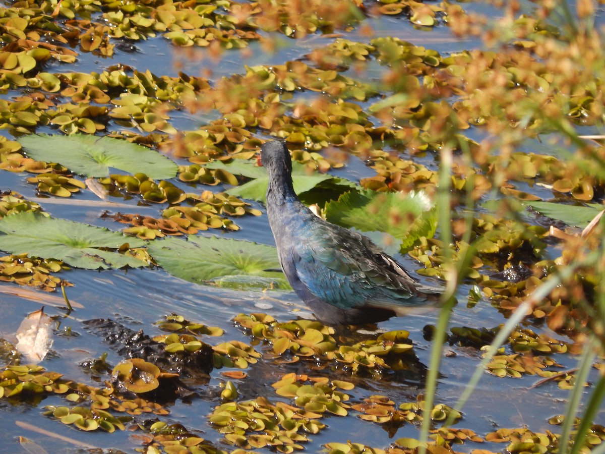 Purple Gallinule - ML624857564