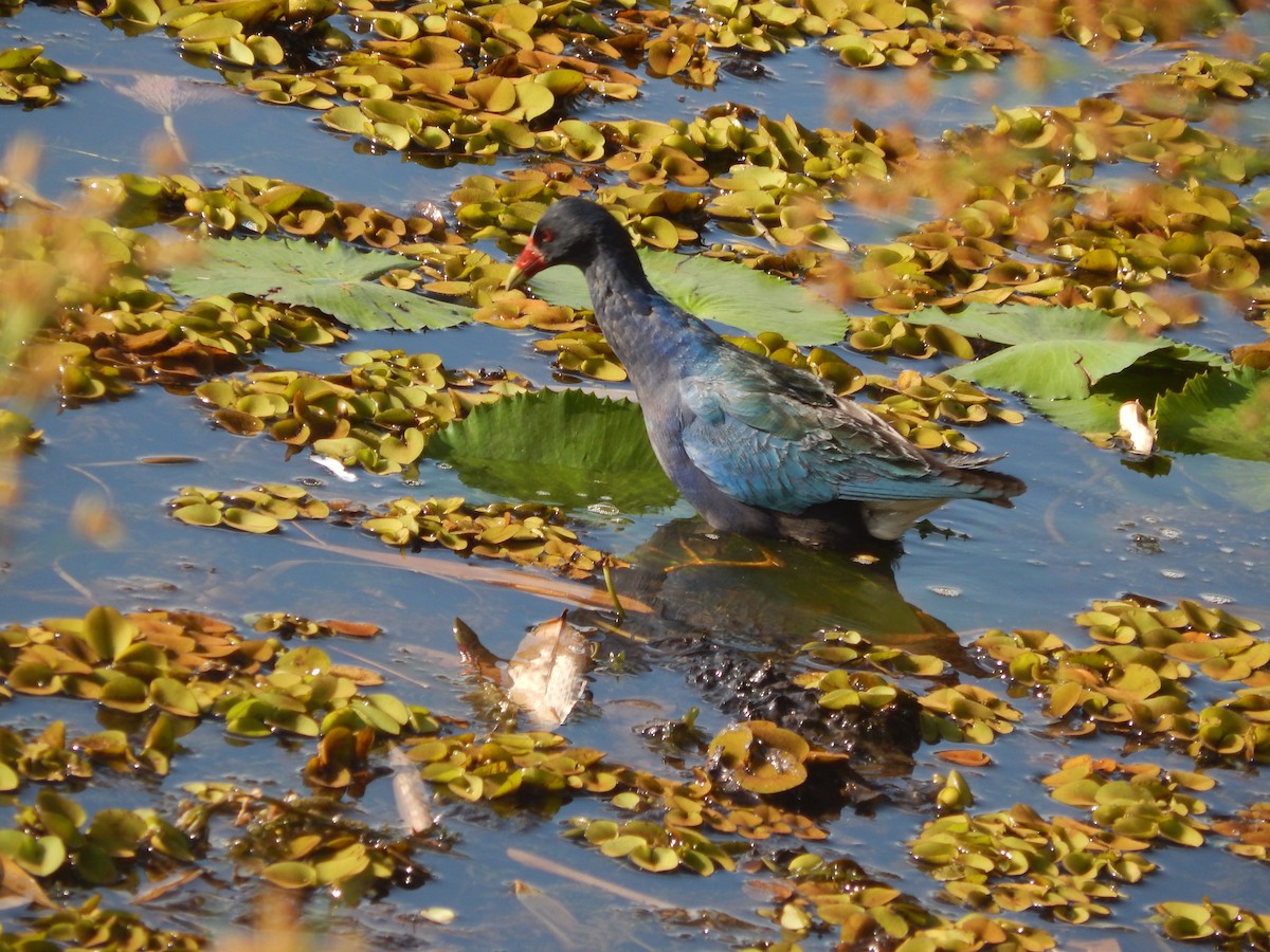 Purple Gallinule - ML624857566