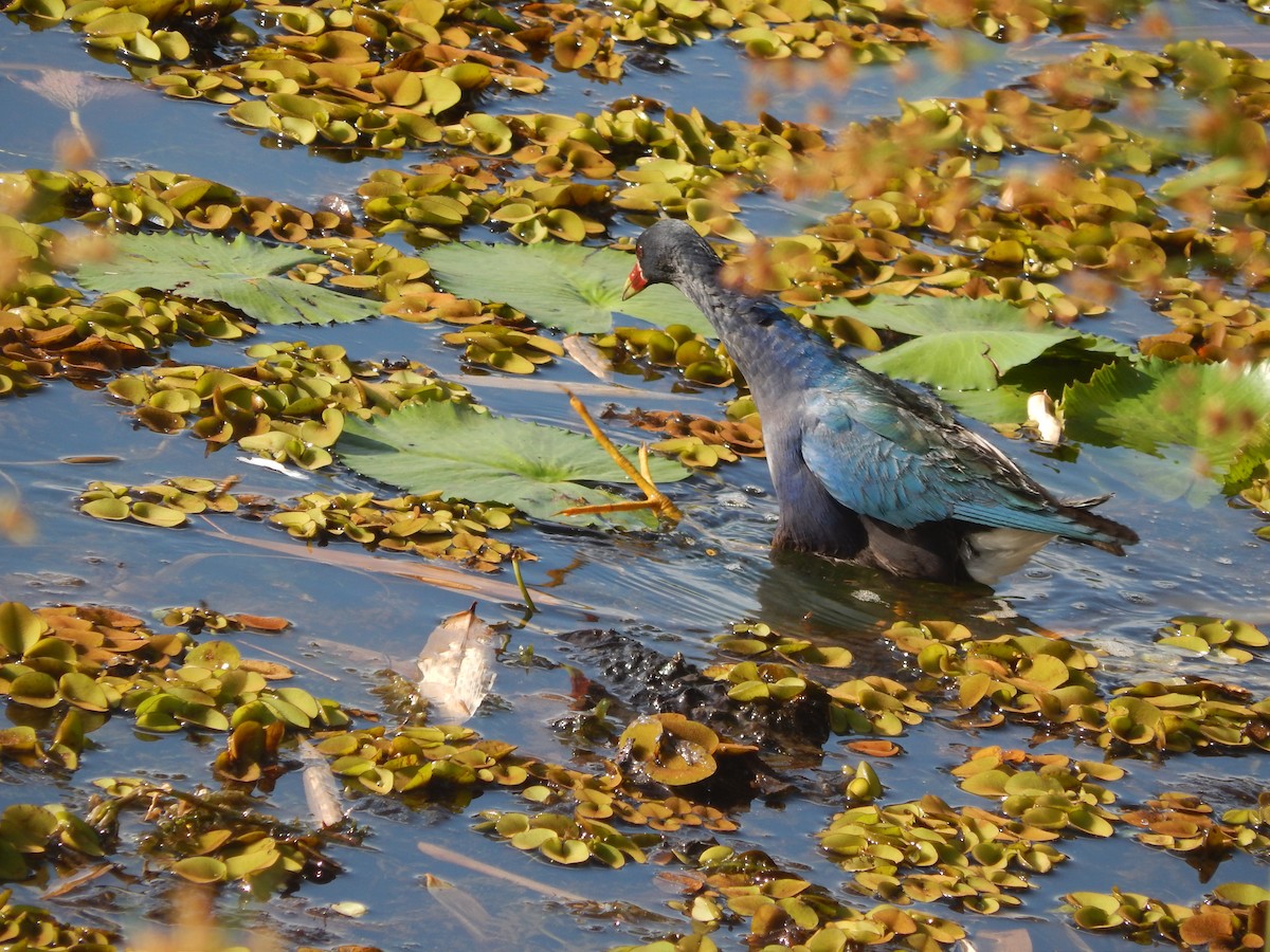 Purple Gallinule - ML624857567